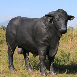 Toro Nero Angus – Statua decorativa in  vetroresina